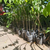 6 árboles hermosos de rápido crecimiento que podés plantar en el jardín de tu vereda