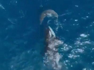 Orca caza sola a un gran tiburón blanco y devora su hígado en dos minutos