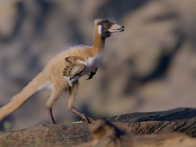 Descubren en Río Negro un alvarezsaurio que redefine la evolución de estos dinosaurios