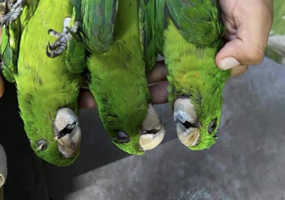 Aves muertas en la Huasteca Potosina