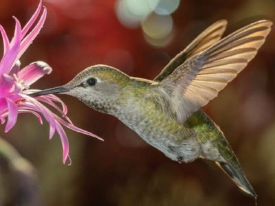 Las maravillas del aire: curiosidades sobre los colibríes que llenan de magia los jardines argentinos