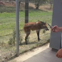 Escapando del incendio, un animal en extinción se refugió en un shopping de Chaco