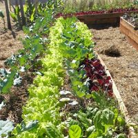 Estos son los cultivos y las plantas que podés plantar en tu huerta en julio