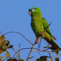 Curiosidades del Calancate cabeza azul, el loro pampeano que llama la atención por su colorido plumaje y su agudo canto