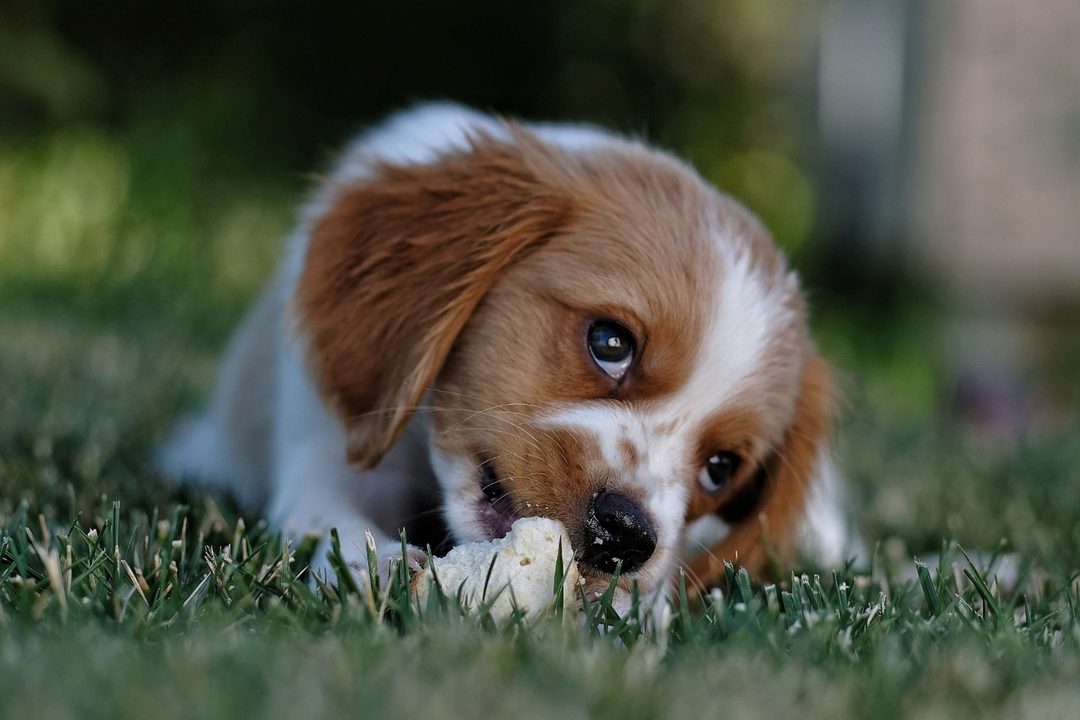Día Mundial del Perro  Qué dice la ciencia sobre dejar que tu mascota duerma contigo (3)