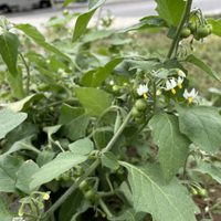 La planta que crece salvajemente en tu jardín y que esconde un poderoso secreto medicinal