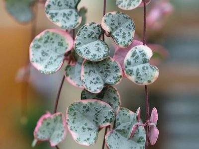 La hermosa suculenta colgante con forma de corazón y color rosado, que casi no necesita cuidados