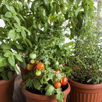 Tomates frescos en casa: el secreto para cultivarlos en maceta y que crezcan llenos de frutos