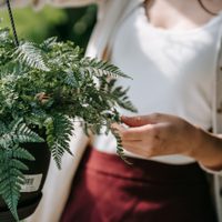 Estas son las plantas de sombra perfectas para departamentos o espacios cerrados