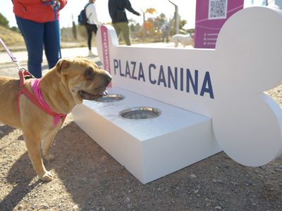 Más de 200 perros participaron del Circuito Activo para Canes en Neuquén