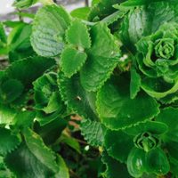 La planta extremadamente común que quizá no sabés que es así de valiosa para curar tus uñas