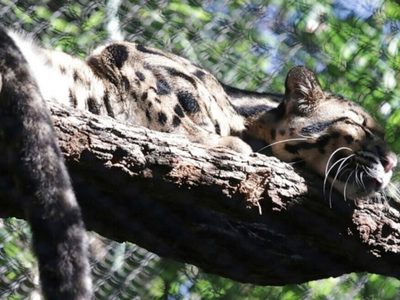 Una pantera nublada se fugó de un zoológico en Dallas y fue encontrada a las pocas horas