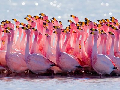 Miles de flamencos aprovecharon el confinamiento para teñir un lago de rosa en India