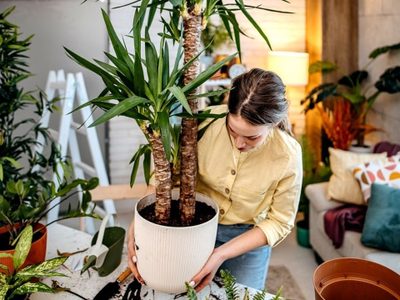 6 plantas de interior que son ideales: necesitan poca luz, poco cuidado y son hermosas