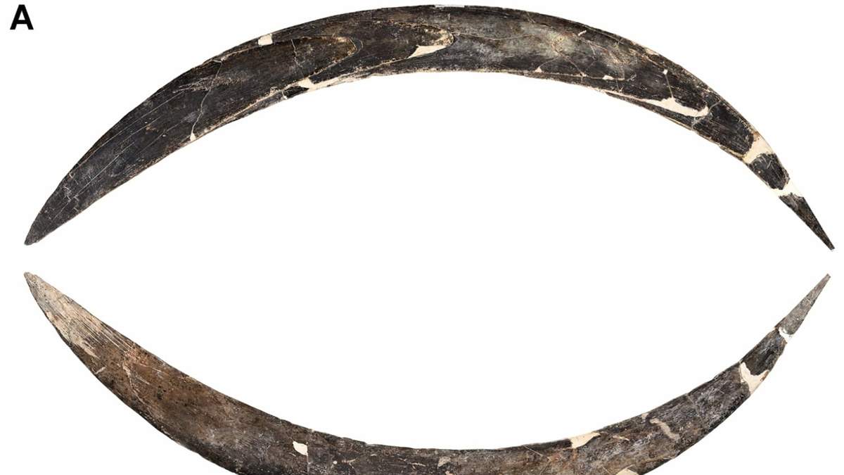 El bumerán hecho de colmillo de mamut de la cueva de Oblazowa del estrato VIII.