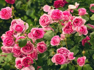 Rosas lindas y sanas todo el año: los trucos y secretos mejor guardados