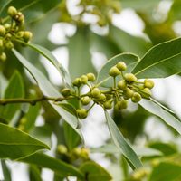 La planta que tenés que usar en tu cocina si querés que no aparezcan estos desagradables insectos