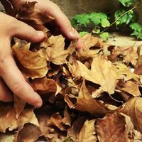 Guardá las hojas de tus plantas y mirá cómo crear estos stickers hermosos para tu termo