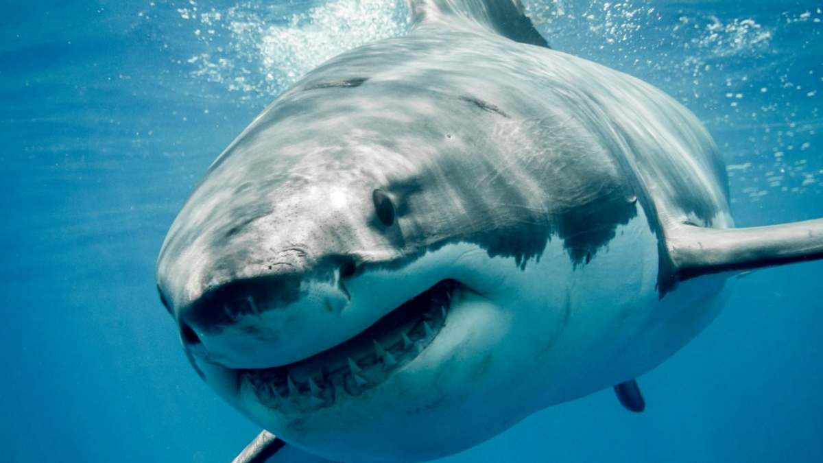 Tiburón blanco