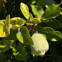 La hermosa planta que da frutas dos veces al año y sus hojas son muy eficaces contra la diabetes