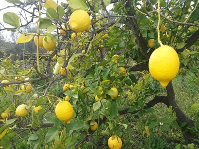 El truco más efectivo para proteger tu Limonero de las fuertes heladas en invierno