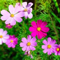 Se acerca la Primavera: la planta con las flores más coloridas que vas a querer tener en tu cantero o en el jardín