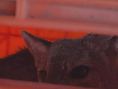 Rescataron a un zorro que ingresó a una vivienda en Vista Alegre