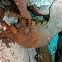 Revelan nueva especie de perezoso gigante que habitó en Quintana Roo