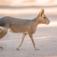 Multan a una productora por cocinar una especie de la Patagonia en peligro de extinción