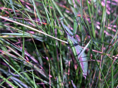 El mayor aliado en el jardín: el insecto que cuida tus plantas como si fuera un verdadero profesional
