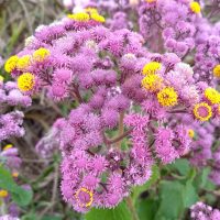 La planta súper delicada y coquette que es perfecta para atraer mariposas a tu jardín