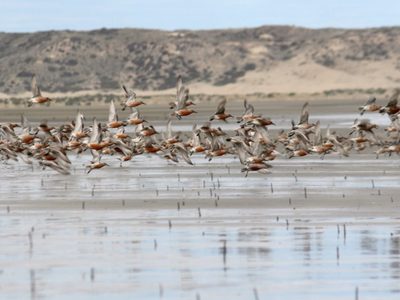 La otra atracción del eclipse: el comportamiento de las aves costeras