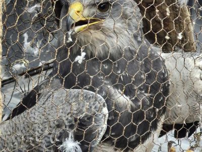 Intentaron vender un águila en peligro de extinción