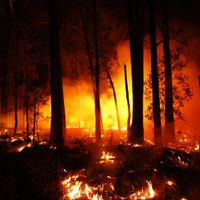 El Frente de Todos presentó un proyecto de protección del ecosistema