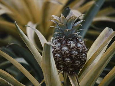 El ananá está carísimo: cultivá vos mismo en casa esta riquísima fruta con este sencillo y efectivo truco