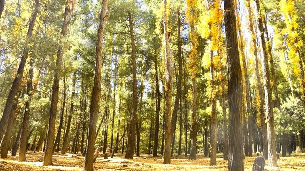 Bosque Comunal de Zapala, pulmón ecológico en el acceso a la ciudad. Fuente: (Twitter).