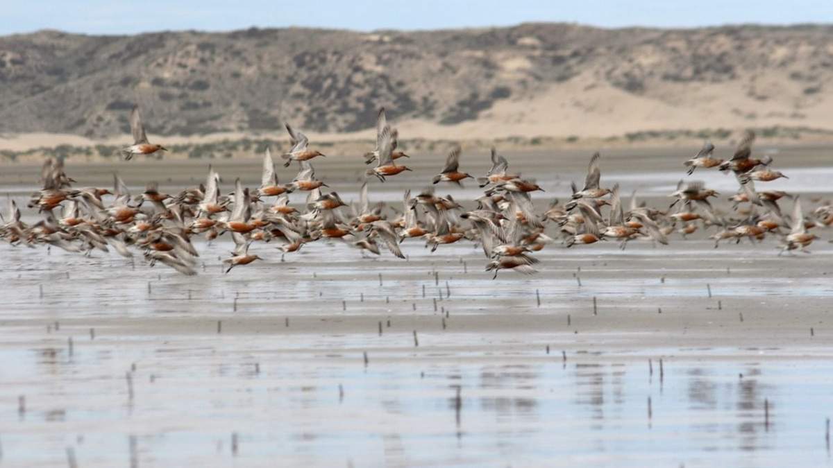Las aves mostraron cambios en su conducta con el eclipse. Fuente: (Instagram)