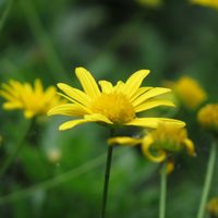El arbusto apto para principiantes que regala flores hermosas todo el año y es perfecto para decorar veredas o jardines