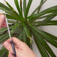 El truco para reproducir eternamente la palmera de interior más hermosa