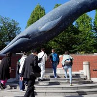 Japón propone añadir otra especie a sus normas de caza comercial de ballenas
