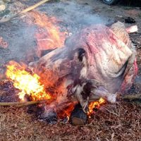 Queman 100 kilos de carne transportados en forma irregular