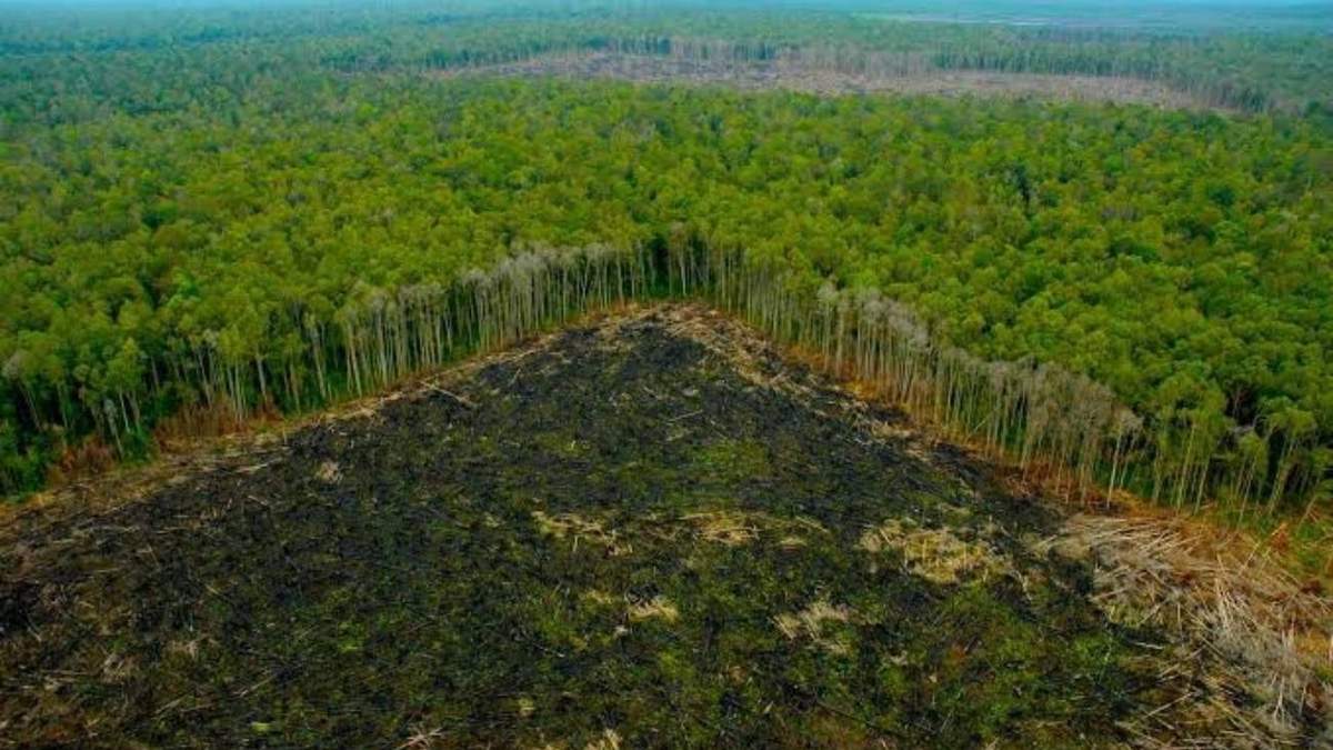 La selva amazónica