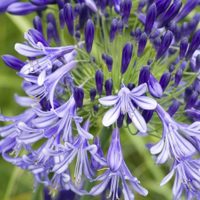 El truco que no falla para que tu Agapanthus dé abundantes flores siempre