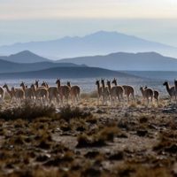Video: impresionante tropilla de guanacos en Mendoza