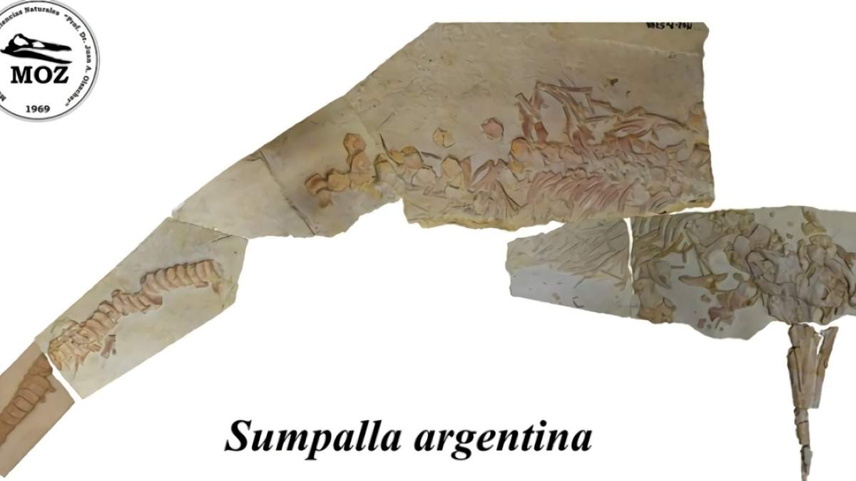 Sumpalla argentina. Fuente: (Twitter)