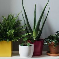 La planta que pocos saben que tiene una alta carga energética para alejar las malas vibras de tu hogar