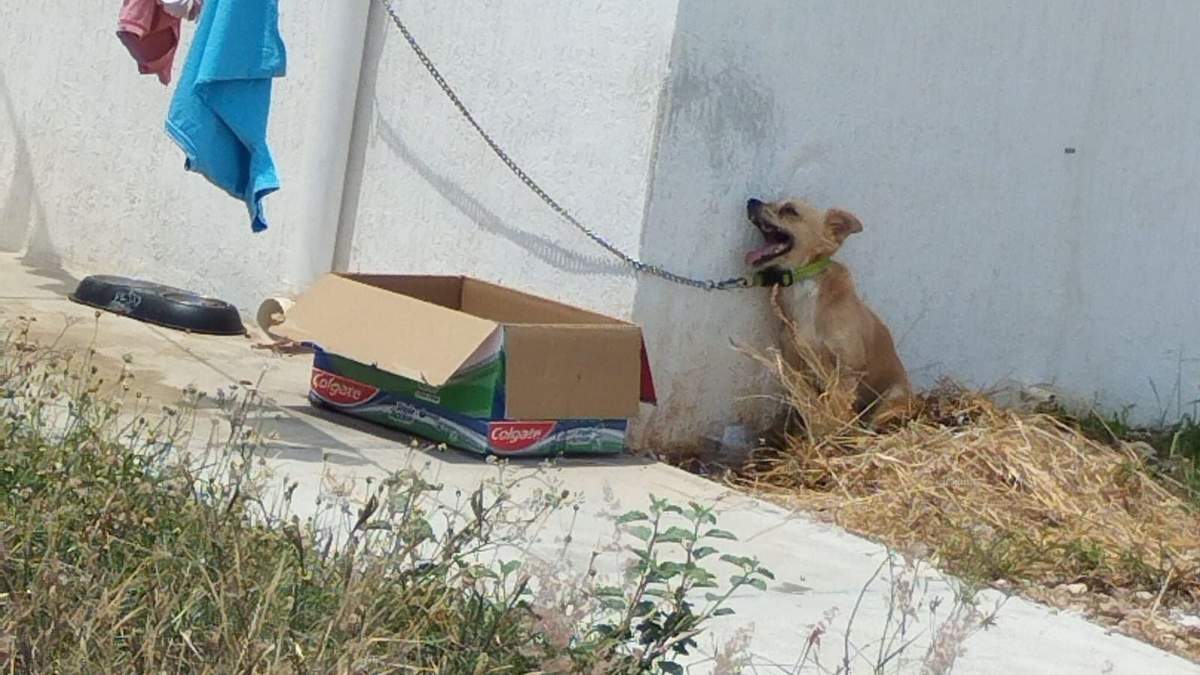 El perro fue localizado sin vida en un predio de Umán