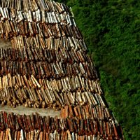 La destrucción de la Amazonia alcanzó un nuevo récord: informe desde Brasil