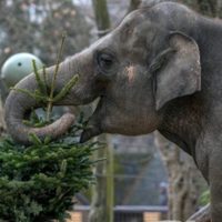 Es Navidad para los elefantes: árboles sin vender son alimento en el zoo de Berlín