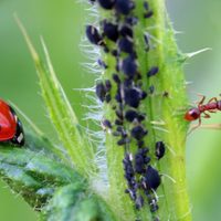 No más hormigas ni pulgones en tus plantas: el truco de los jardineros para combatir las plagas sin gastar un peso